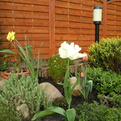 Wiosenny Tulipan