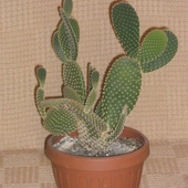 z serii moja mala kolekcja kaktusow             