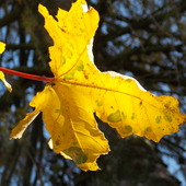 Żółty Jesienny Liść 