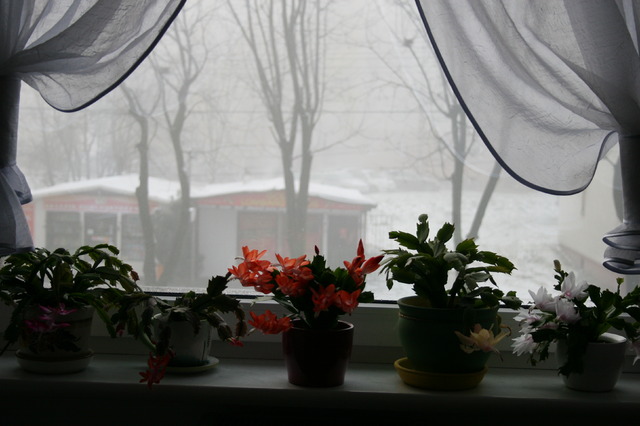 A za oknem zima.....