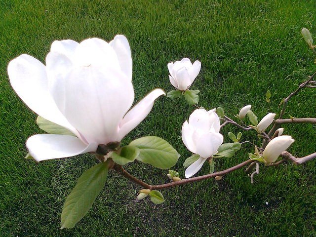 Gałązka magnolii 