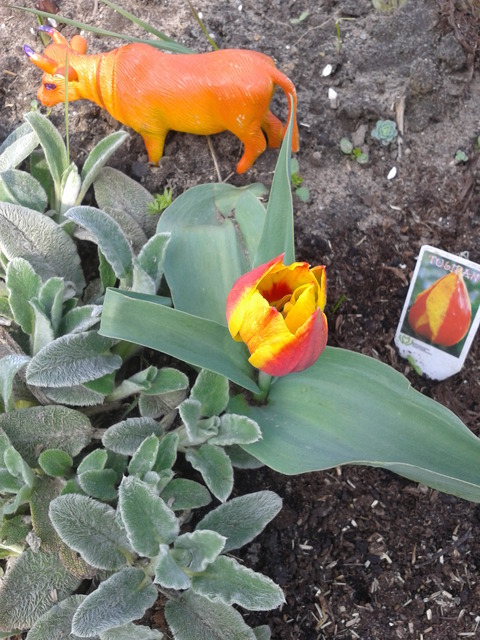 jedyny taki tulipan 
