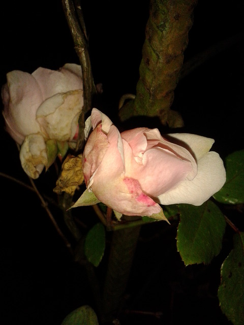 ostatnie róże