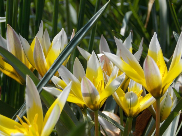 Słoneczne tulipanki:)