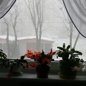 A za oknem zima.....