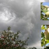 będzie burza...jabłonka wyczekuje:(