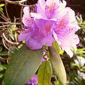 Bukiecik rododendronu.