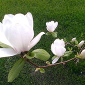 Gałązka magnolii 