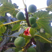 Owoce figi...