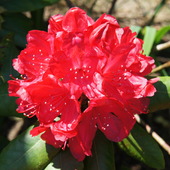 Rhododendronowego