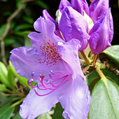 Rododendronowe Delik