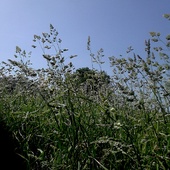 Trawy łąkowe