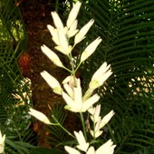  Whitfieldia longifolia.   Makro.