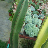 Wielki kaktus