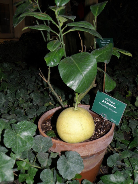 citrus pompela