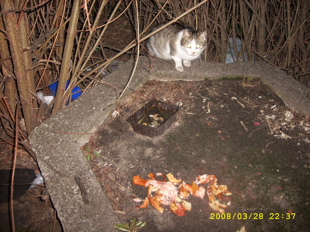bezdomy kotek zdięcie z 2008