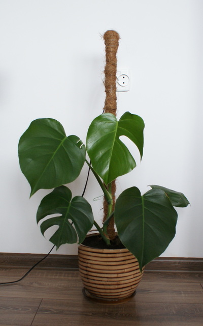 Filodendron Monstera.