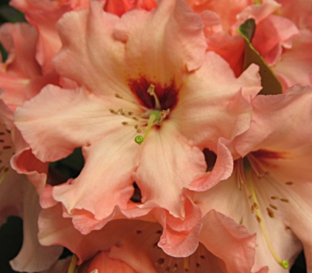 Kwiat Rododendronu...