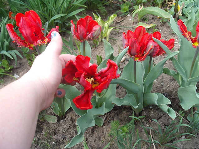 Moje papuzie tulipany