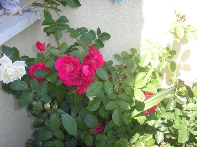 róze na moim balkonie2014