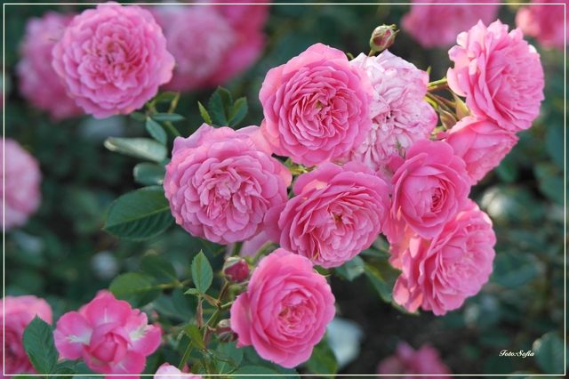 Trochę różu... na rózowe sny:)