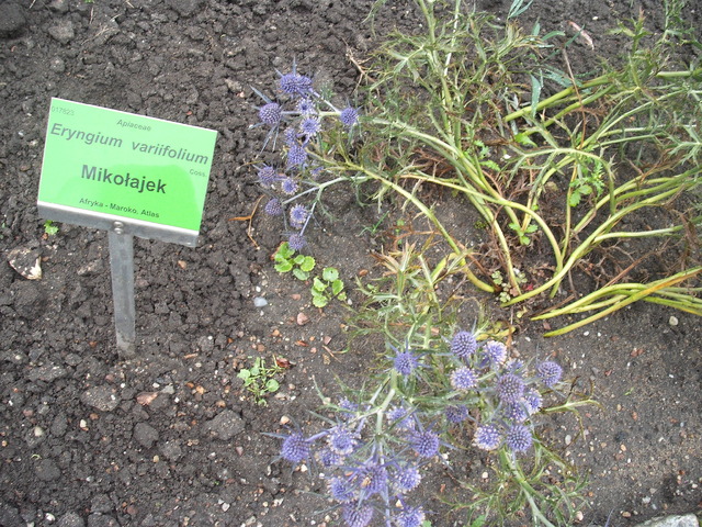 Variifolium