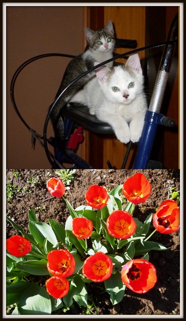 W kwestii tulipanów...:)