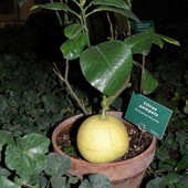 citrus pompela