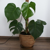 Filodendron Monstera.