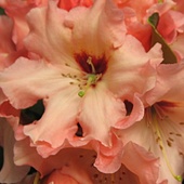 Kwiat Rododendronu...