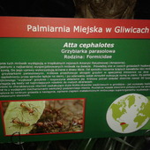 Palmiarnia Gliwice