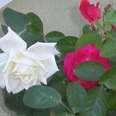 Róze Na Moim Balkon
