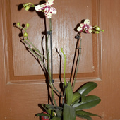 Storczyk- phalaenopsis.
