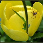 Tulipanowy Lampion Z