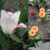 tulipan i jaskry:)