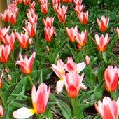 tulipany z parku chorzowskiego