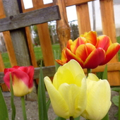 Tulipany....