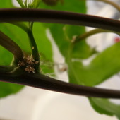 Zaatakowana passiflora