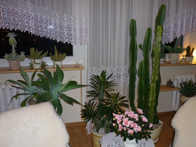 kaktusy na zdjęciu 
