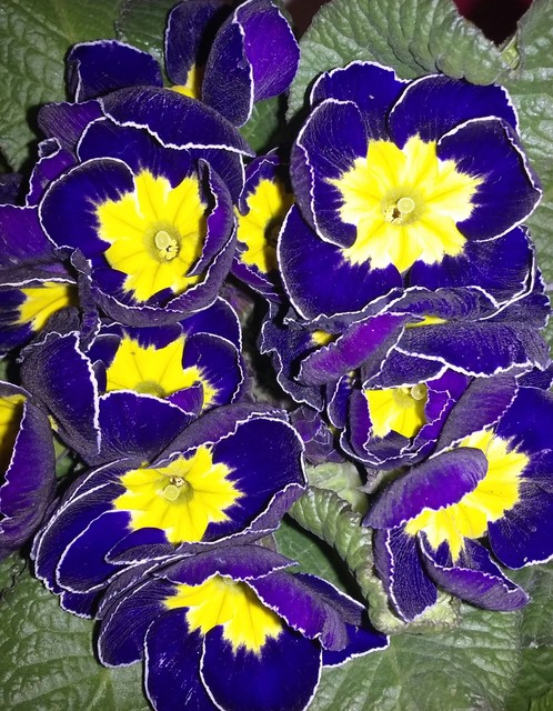 Kawałeczek wiosny- Primula acaulis