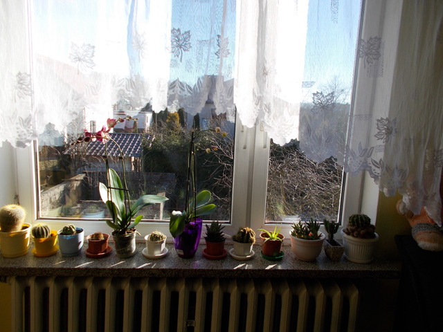 Okno storczykowo-kaktusowe :)