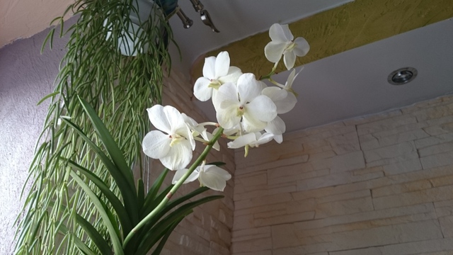 Orchidea Storczyk, Vanda 