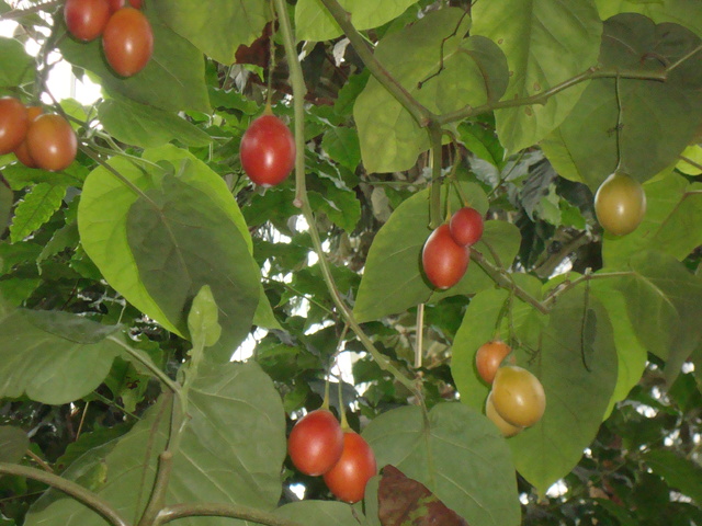 pomidor drzewiasty
