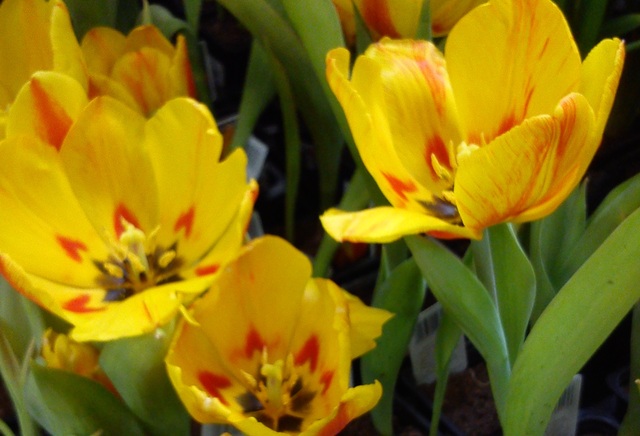 Słoneczne tulipany