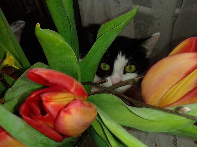 Ukryta w tulipanach czaiła się na pączki