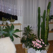 kaktusy na zdjęciu 