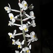 Ludisja - orchidea