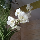 Orchidea Storczyk, V