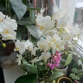 Orchidea Storczyk,