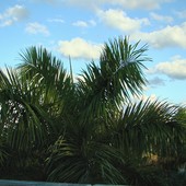 palmy przy centrum handlowym